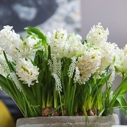 Hyacinthus Top White,Muscari botryoides Album,Traditional white garden, white spring flowers, grape hyacinths, Muscari botryoides, Anemone blanda white splendour, narcissus Thalia, narcissus bridal Crown, Snowdrops, Galanthus Nivalis, Leucojum Gravetye Giant